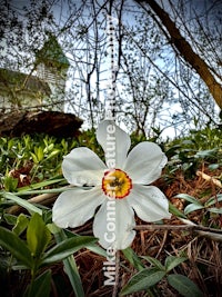 a white flower in the middle of the woods