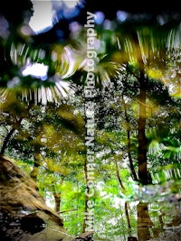 a reflection of a tree in the water