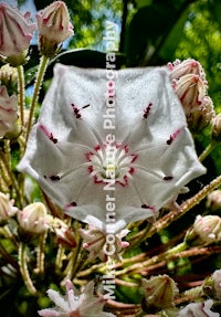 a close up of a white flower with green leaves