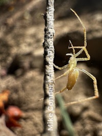 a yellow spider sitting on a stick in the dirt