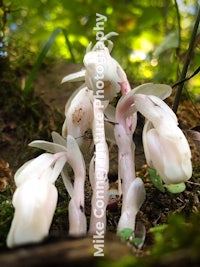 white mushrooms growing on the ground in the woods