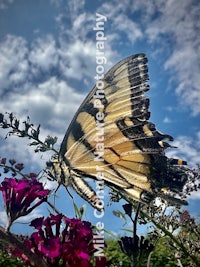 a butterfly perched on a flower with a blue sky behind it