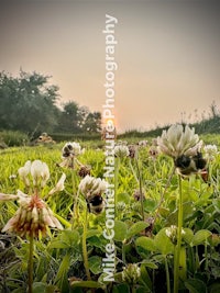 a field of clover with the sun setting behind it