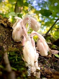 white mushrooms growing on a tree in the woods