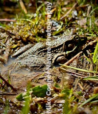 a frog is sitting in a puddle of water