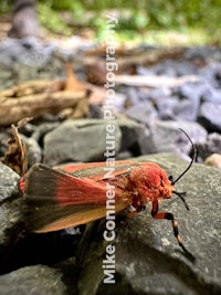 a red and black moth sitting on rocks in the woods