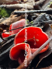 red fungus in the woods