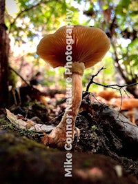 a mushroom growing on the ground in a wooded area