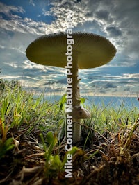 a mushroom sits on top of a grassy field under a cloudy sky