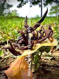 a dead plant on the ground with grass in the background