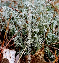 a small plant is growing in a pile of leaves