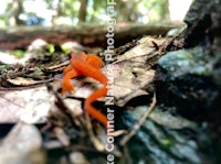 a small orange frog in the woods