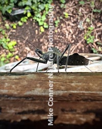 a large insect is sitting on a piece of wood