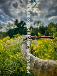 a dragonfly perched on a leaf in a field