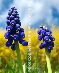 two blue hyacinths in front of a yellow background