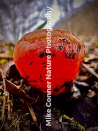 a red fungus on the ground with moss around it