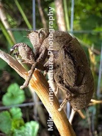 a brown beetle is sitting on top of a stem