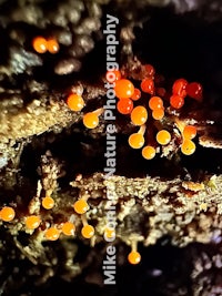 orange fungus on a tree trunk