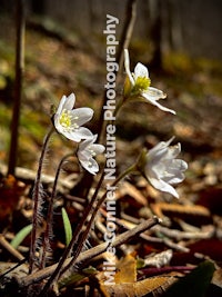 three white flowers growing on the ground in the woods