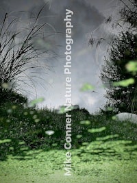 a photo of a pond with grass and lily pads