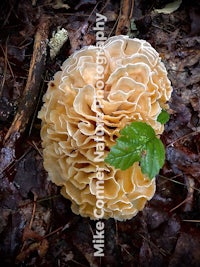 a mushroom with a leaf on it in the woods