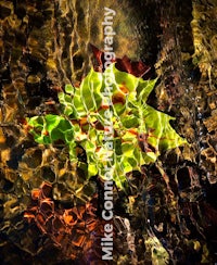 an image of a leaf in water with reflections