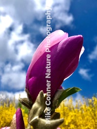 a magnolia flower with a blue sky in the background