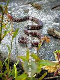 a red-tailed rattlesnake resting on a rock