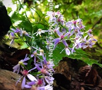 purple flowers growing on a log in the woods