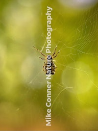 a spider sits on a web in the background