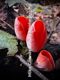 three red flowers are growing on a branch in the woods