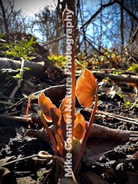 a plant growing out of the ground in the woods