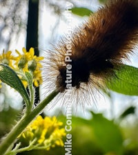 a caterpillar on a yellow flower