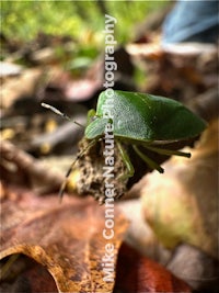 a green bug sitting on a leaf in the woods