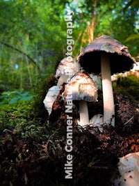 a group of mushrooms in a mossy forest