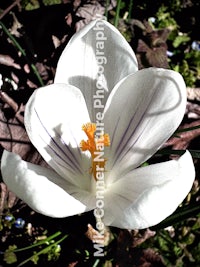 a white crocus flower with a purple center