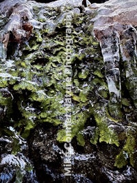 moss and ice covered rocks in a stream