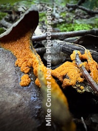 orange fungus on a tree stump