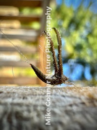 a small insect is sitting on a wooden surface