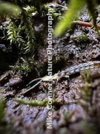 a small insect on the ground covered in moss