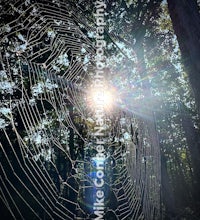 the sun shines through a spider web in the woods