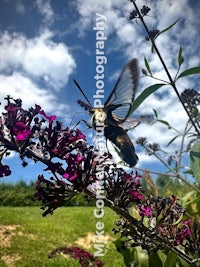 a moth perched on a purple flower against a blue sky