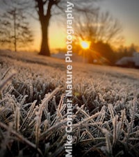 a frosty field with a tree in the background