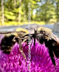 two bumblebees on a purple thistle flower