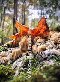 a moss covered leaf sits on top of a moss covered rock