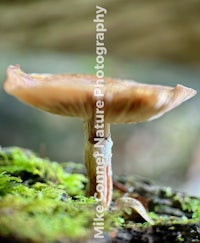 a mushroom on top of a moss covered log