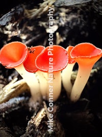 a close up of a group of orange mushrooms