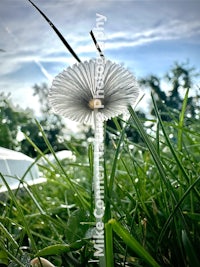 a dandelion in the grass with a blue sky behind it