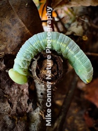 a green caterpillar crawling on a leaf