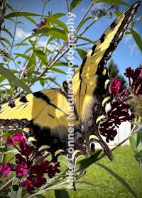 a yellow and black butterfly is sitting on a flower